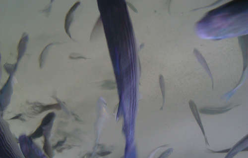 Lyme Aquarium.
