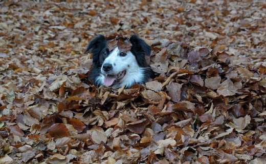 Autumn Leaves in Bath England.