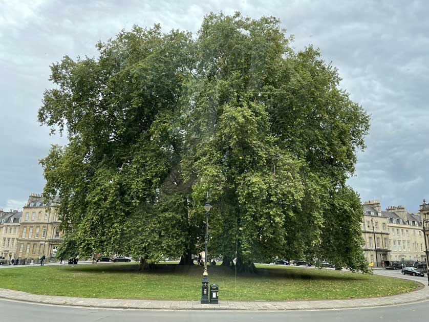 View of the historic plane trees in the Circus; local residents planted the trees to combat the dust from horse-drawn carriages.