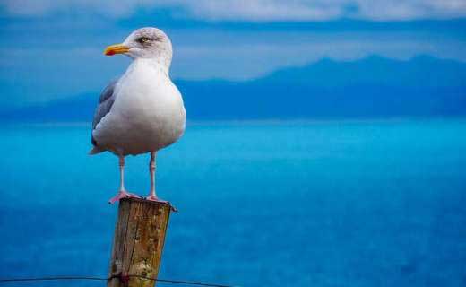 Gulls in Britain.
