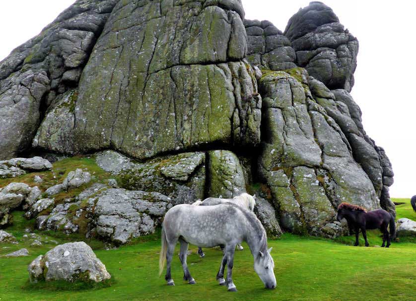 Dartmoor Ponies grazing in front of Hay Tor on Dartmoor