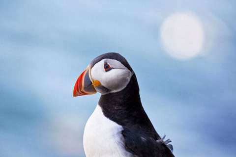 Puffins on Orkney
