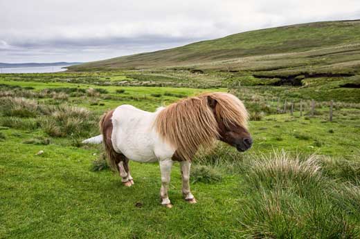 Shetland Islands.