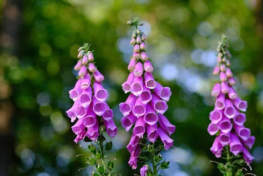 Foxgloves.