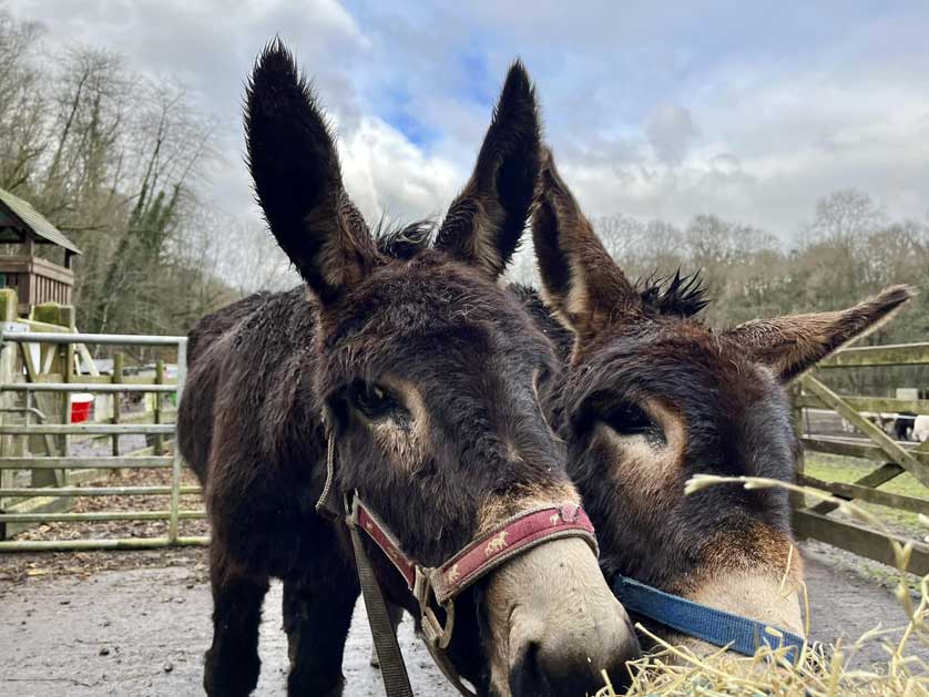 Donkeys.